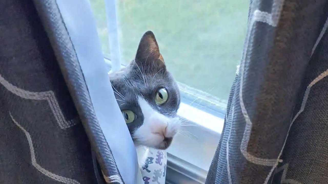 Cats Play Hide and Seek