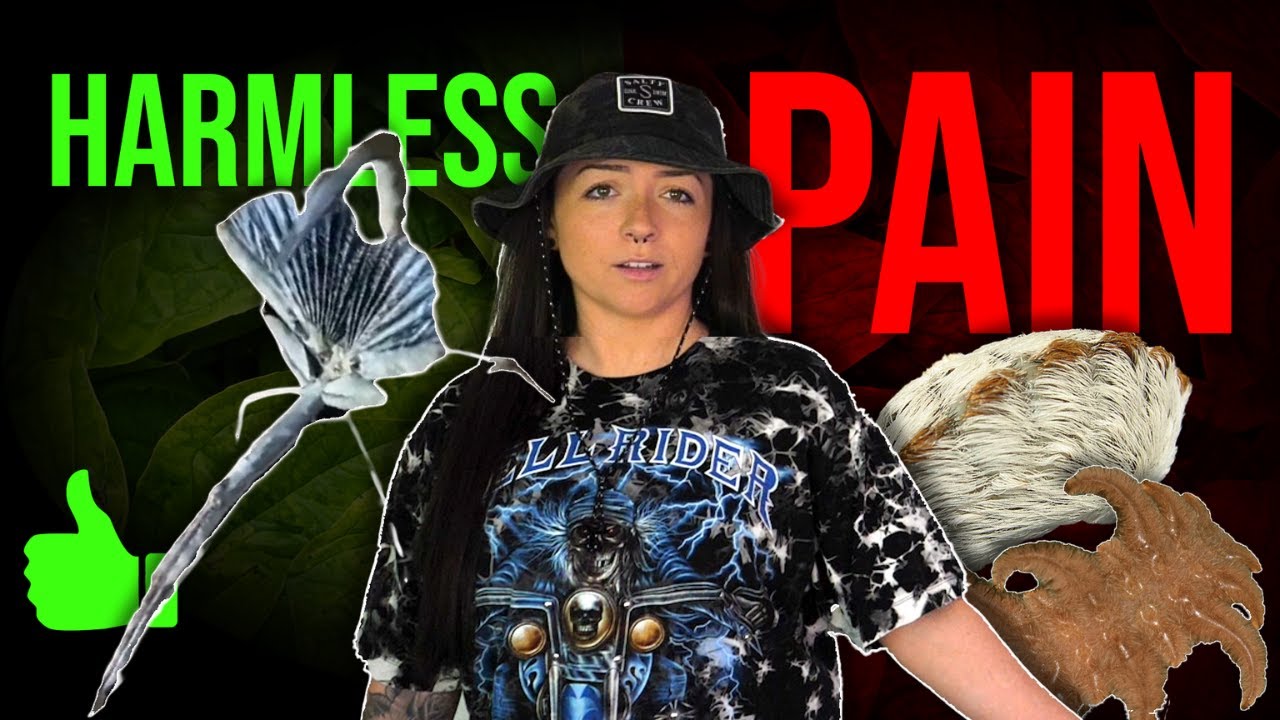 Zoologist Answers: WTF is THAT?? (Insect Edition) | Lindsay Nikole
