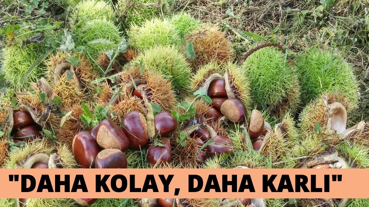Karadeniz’de Fındığa Alternatif Kestane