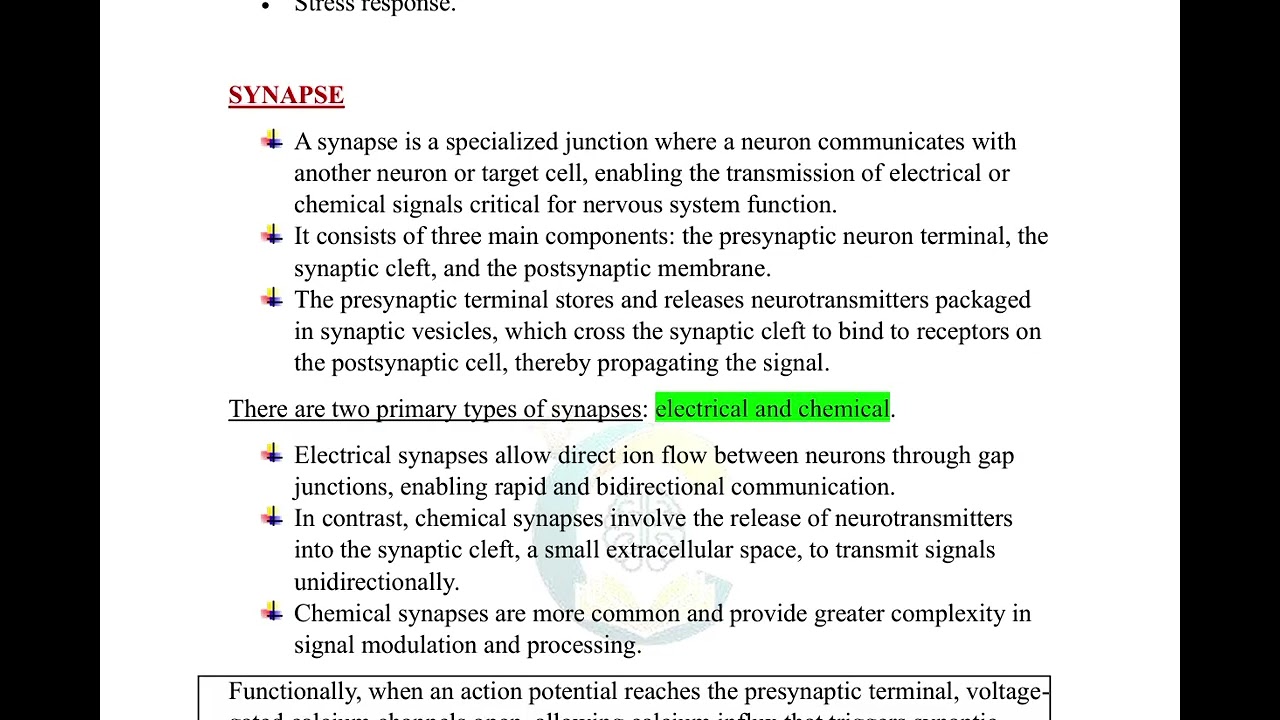 m3 nerve fibers and synapses
