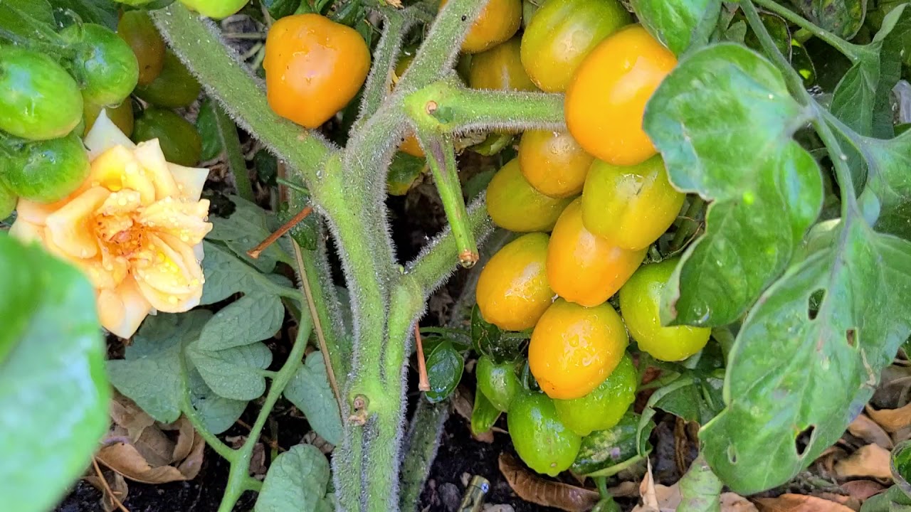 Preparando la cosecha de tomates 🍅