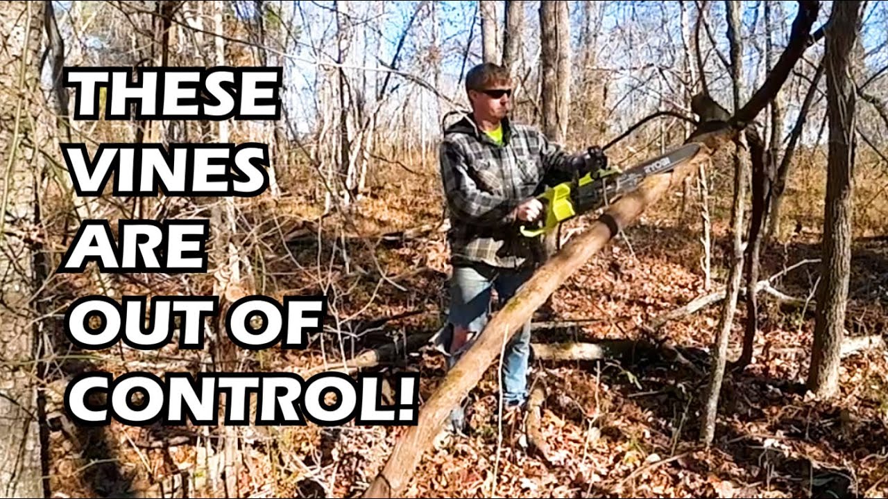 Clearing Overgrown Vines with Battery Powered Saw