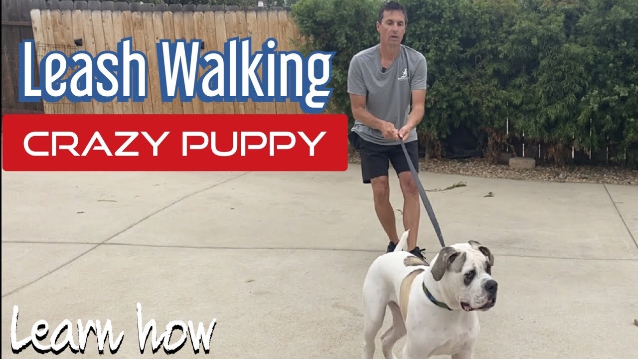 Does your dog pull, stop or fight the leash?  Learn how to handle it