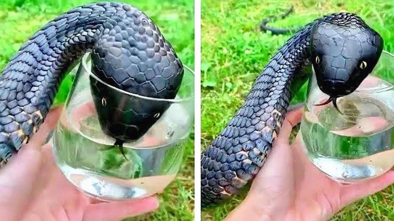 Animals Asking Humans For Help And Kindness