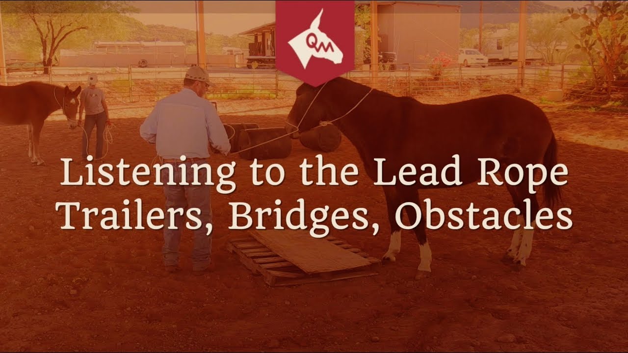 Halter Training Your Mule or Donkey - Listening to the Lead Rope