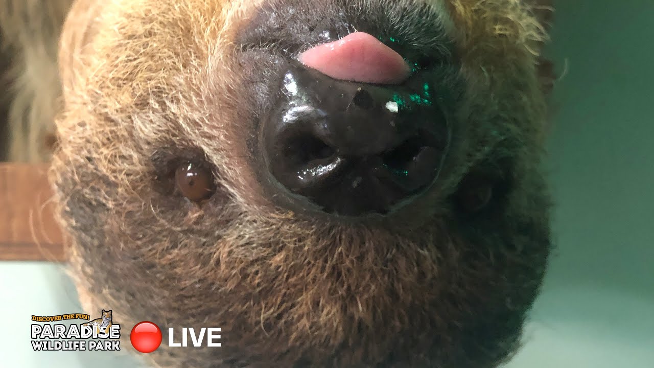 🔴 LIVE at the ZOO: Two-Toed Sloths!