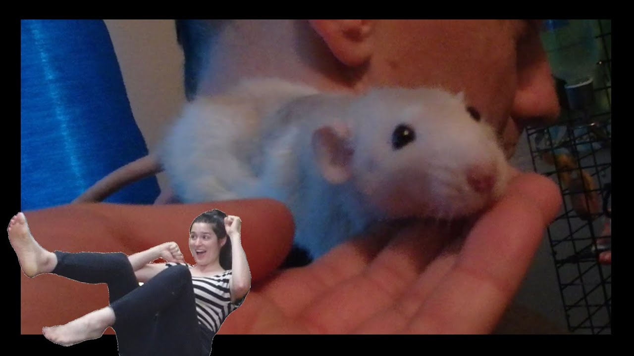 Tattoos and New Ratties