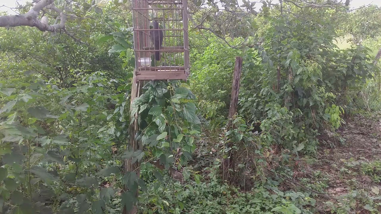 trinca ferro do piri monicipio de capitão poço proprietário Antonio Sousa