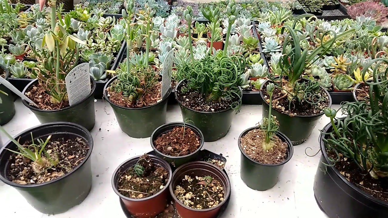 😍 Albuca spiralis / 