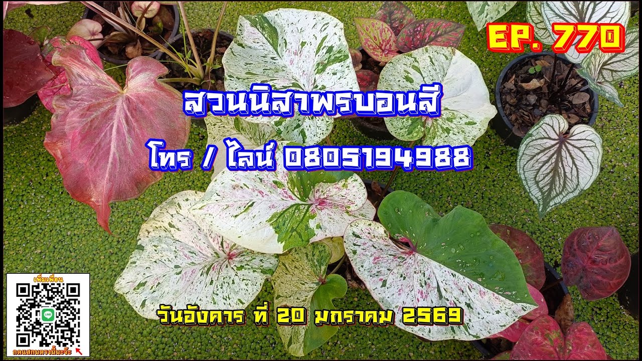 🎀 สวนนิสาพรบอนสี EP 770 🎀 บอนสีวันอังคารสวยๆ 20 ม.ค. 69 โทร / ไลน์ 0805194988
