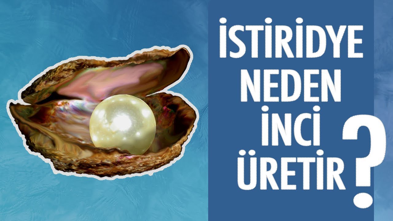 Doğal İnci Nasıl Oluşur?