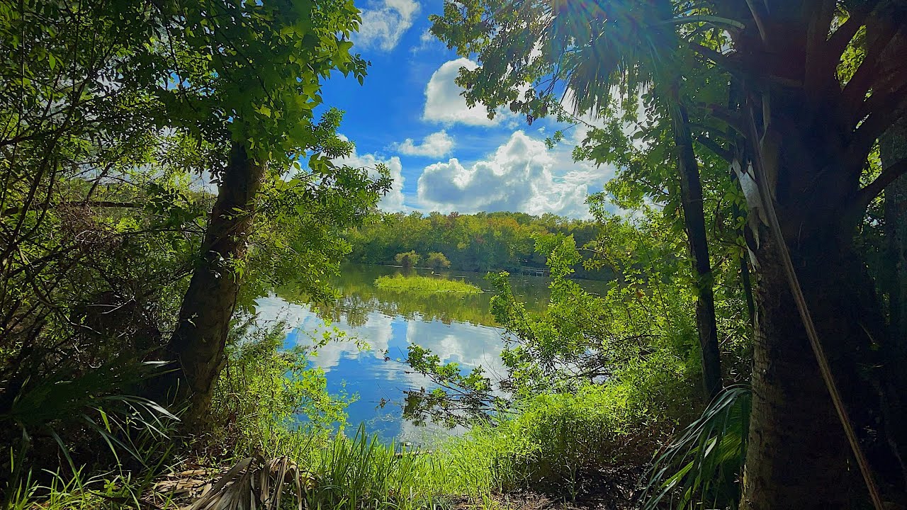 POV Nature Walk By A Lake 
