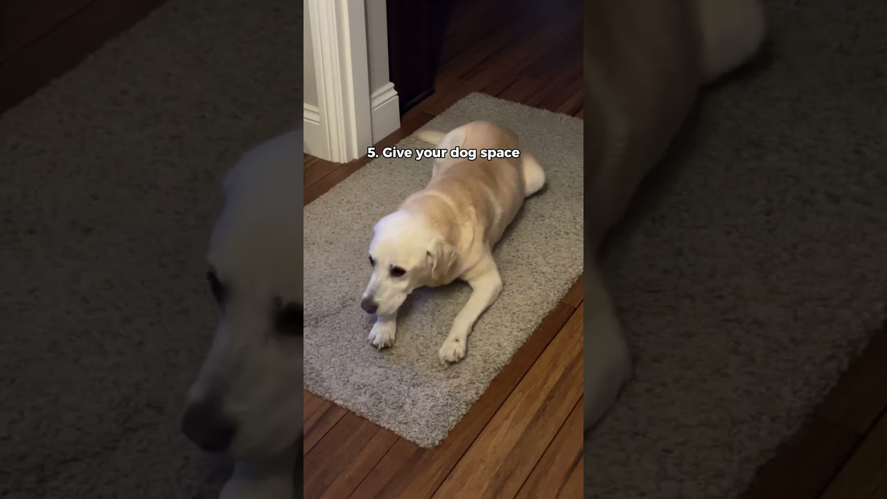 Tips to Ease Your Dog's Thunderstorm Anxiety
