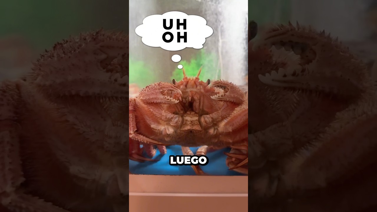 El Famoso Restaurante De Cangrejo En Jap&oacute;n