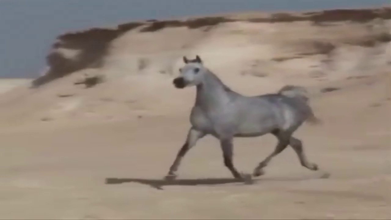 وصف الرجال للشاعر الحجازي أحمد بن عطيه الغامدي