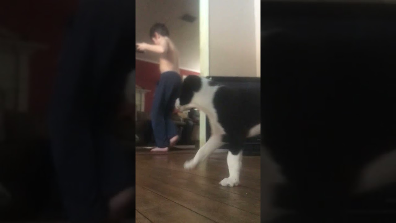 Dog vs dog