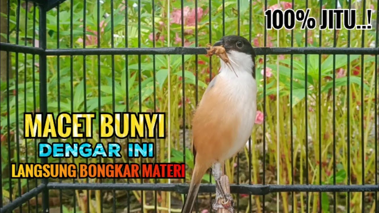 PANCINGAN CENDET MACET || DENGAR INI LANGSUNG BUKA PARUH BONGKAR MATERI