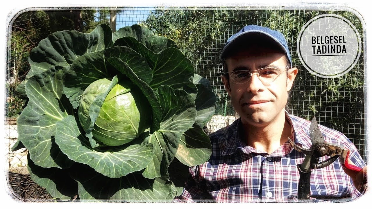 Hobi Bahçelerinde Lahana Yetiştirme (Baştan Sona)