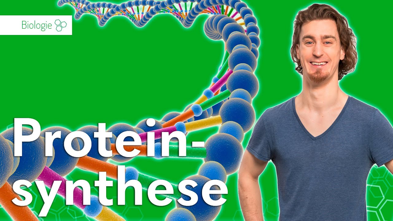 Proteinsynthese: Transkription und Translation  &ndash; Biologie | Duden Learnattack