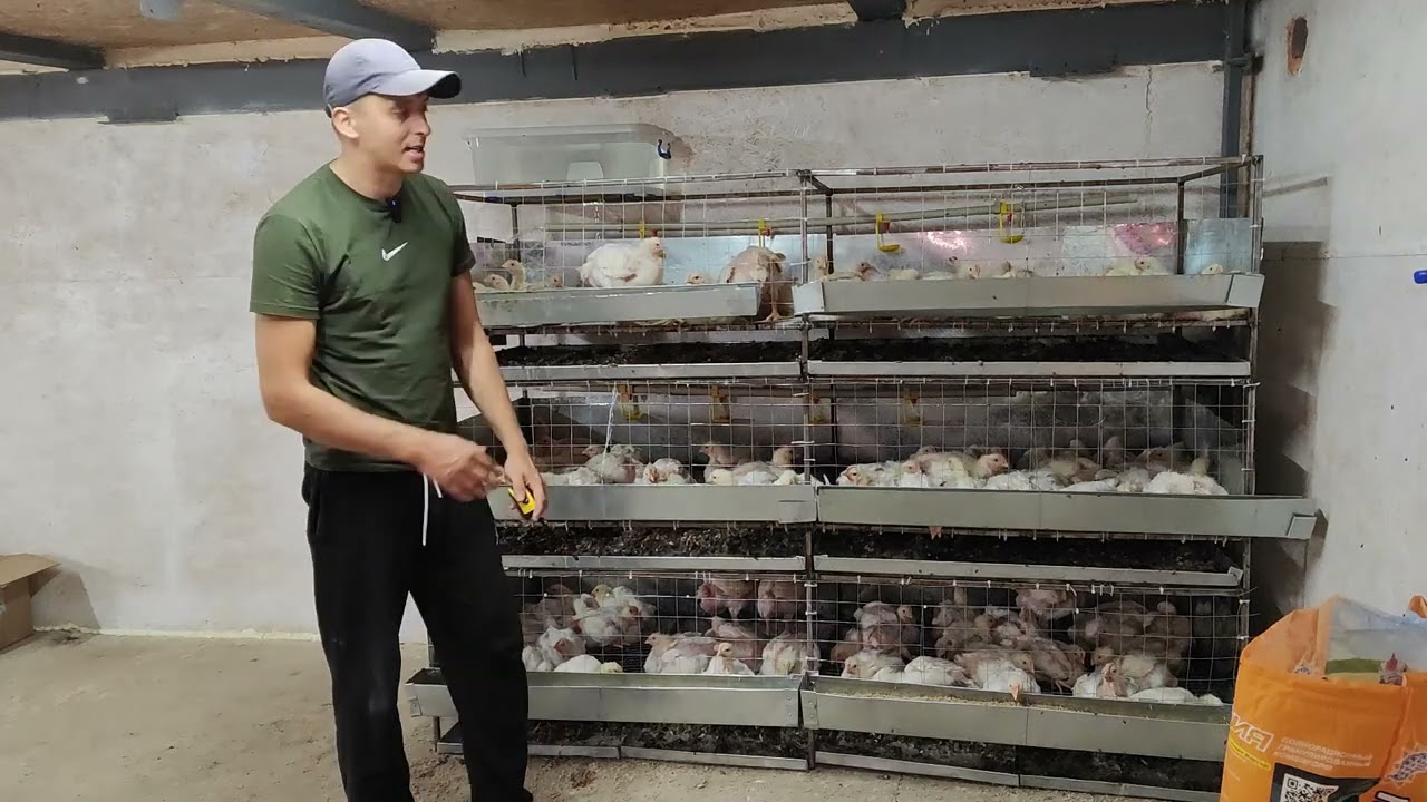 Клетка для бройлеров своими руками