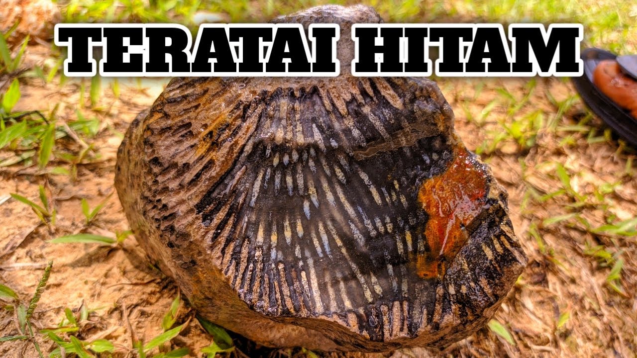 DAPAT BATU LANGKA !!! AKIK TERATAI HITAM // BERBURU BATU AKIK // AGATE CHALCEDONY // FOSIL KORAL