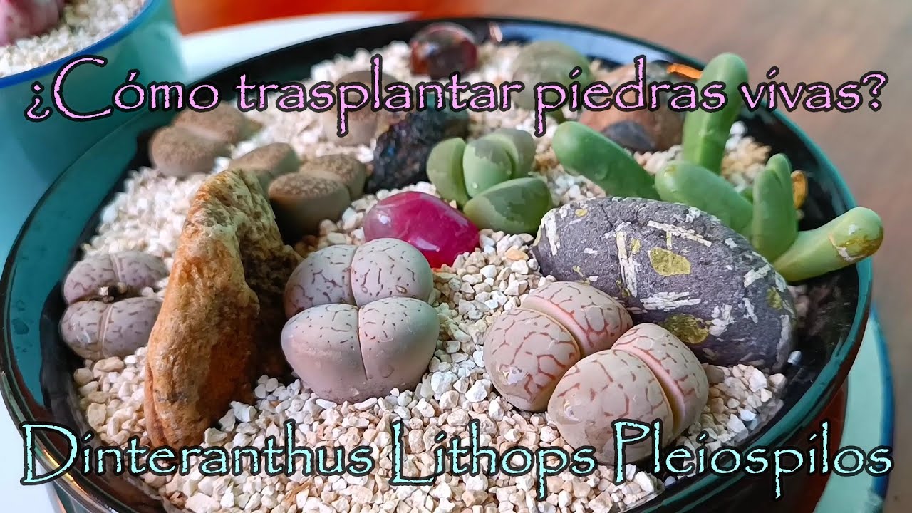 Nueva técnica para realizar composiciones con piedras vivas #lithops #dinteranthus #pleiospilos
