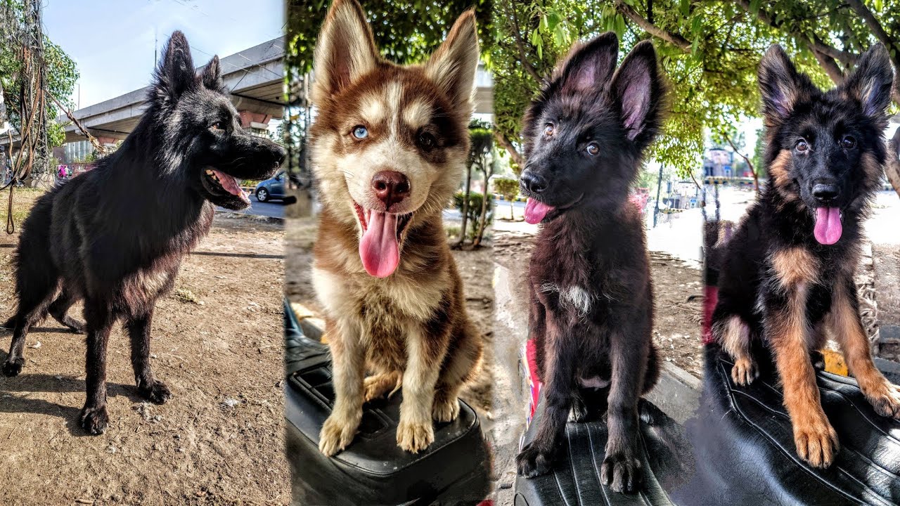 Lahore Sunday Dogs Market 1JUNE | Tollinton Market Lahore Exploring with YASIR | Special Dogs Market