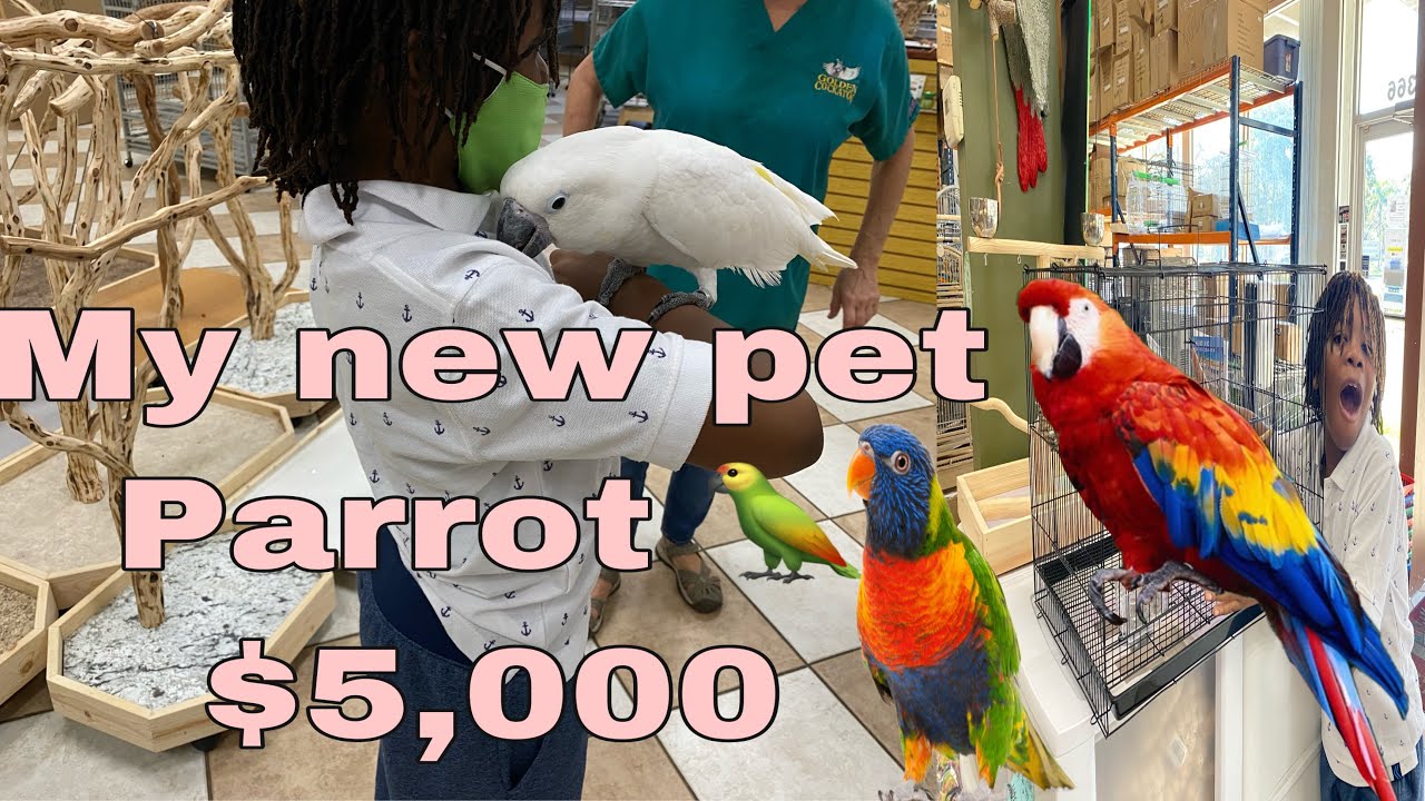 Shopping for parrot bird | getting my finch bird a partner| and more vlog