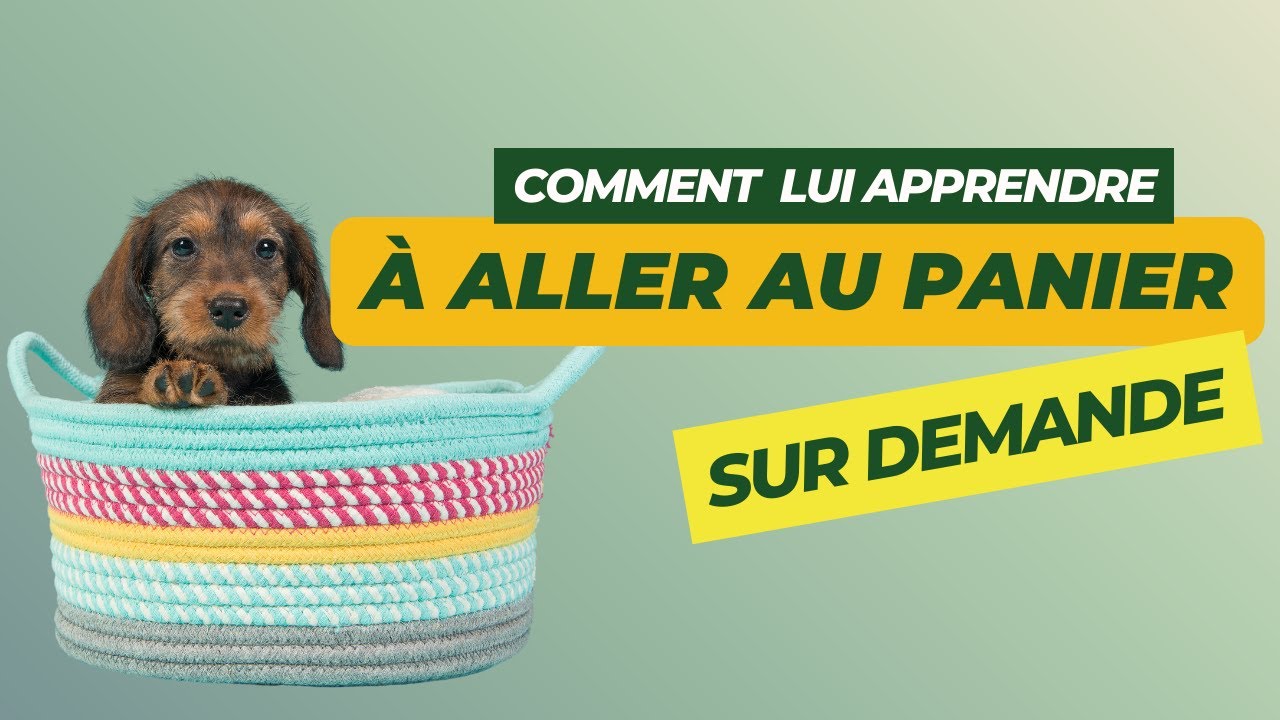 Comment apprendre à mon chien à aller au panier sur commande ? 🐶🛋️👣