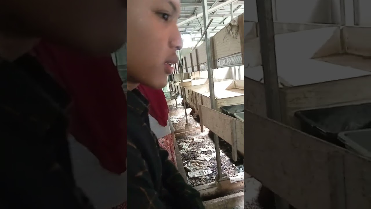 Observasi ke peternak manggot guna perencanaan pembuatan mesin pencacah sampah organik 