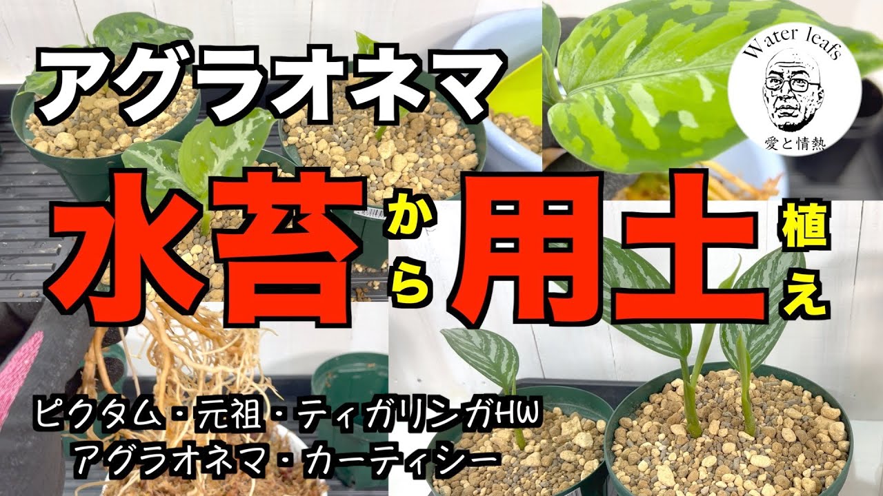 【アグラオネマ】数種類、葉を開いたので水苔から用土植えにしていきます！