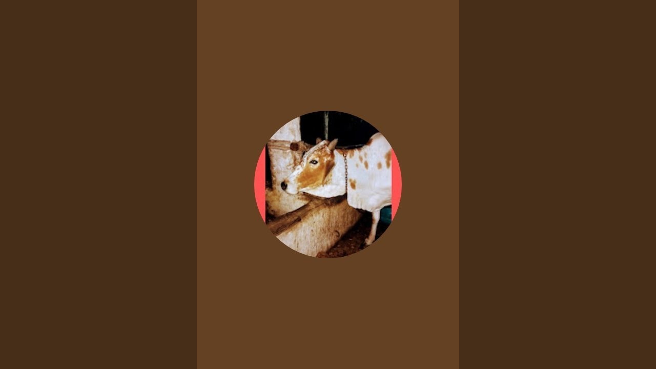 गौ सेवा नोखा  is live!