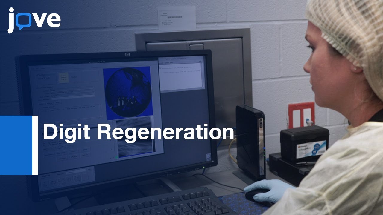 Blastema Formation and Bone Development Study by Digit Regeneration | Protocol Preview