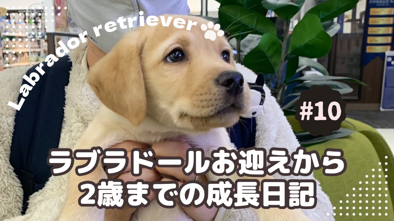 【ラブラドール】ラブラドールのお迎えから2歳までの成長記録①