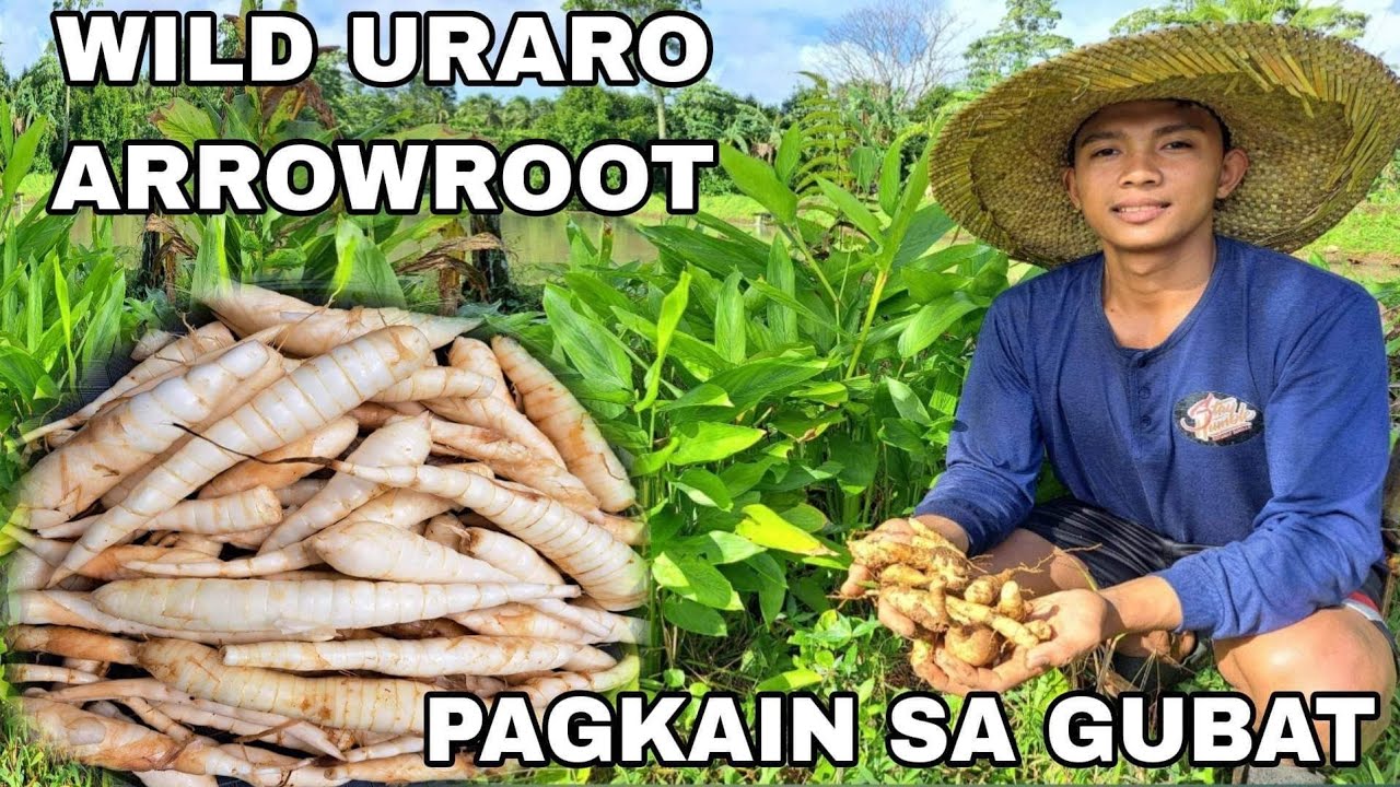 Pagkain sa gubat Wild Uraro or arrowroot masarap meryenda
