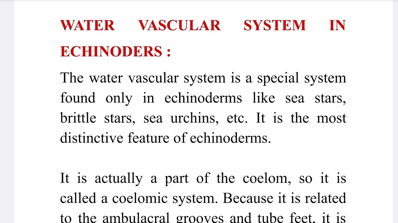 Water Vascular System in Echinoderms| Phylum Echinodermata |BSc 1st Year Zoology |