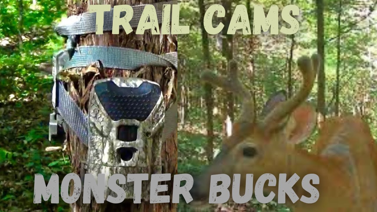 Wild game Innovations Ridgeline Trail Camera footage - Double set up