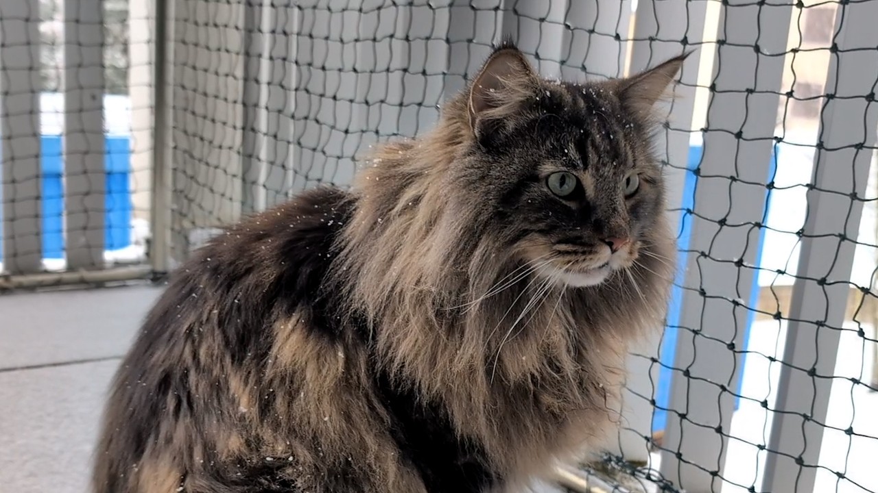Magical Winter Morning with my cats | Norwegian Forest Cats