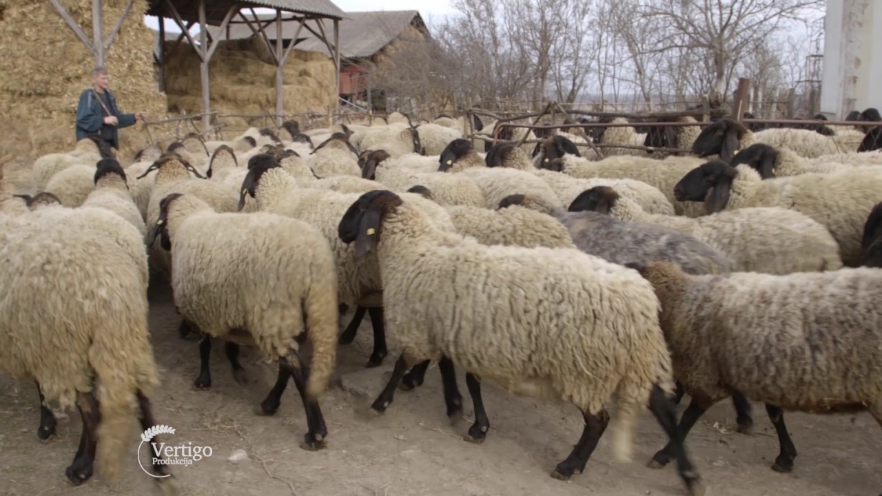 Uzgoj rase ovaca cigaja u Suseku - U nasem ataru 680