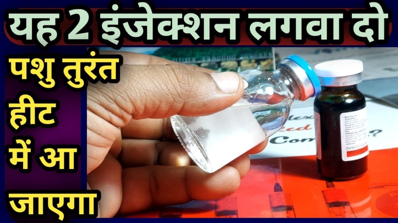 यह 2 इंजेक्शन लगवा दो||पशु तुरंत हीट में आ जाएगा👌/Heat mein laane ka injection||👉