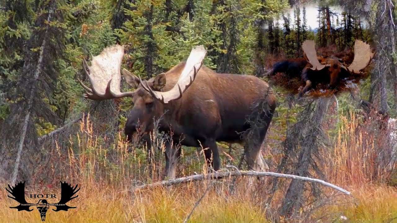 Macmillan Monster, Yukon Moose Hunt 2