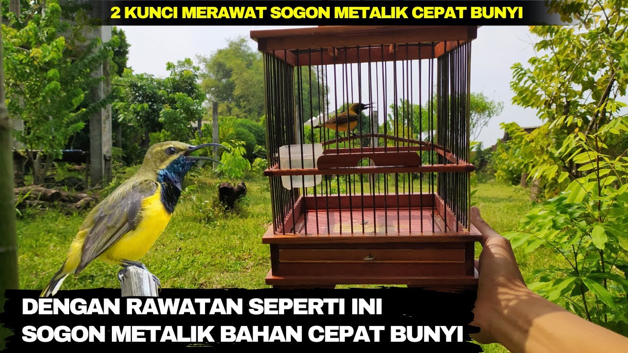 TIPS MERAWAT SOGON METALIK BAHAN CEPAT BUNYI DAN GACOR❗