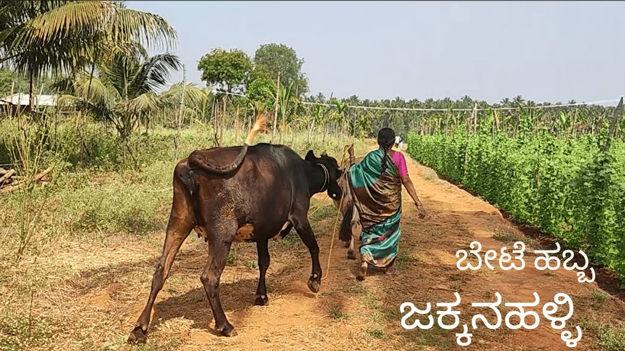 ಜಕ್ಕನಹಳ್ಳಿ ಬೆಟೆ ಹಬ್ಬ | ಕರ್ನಾಟಕ |  Rural Festival