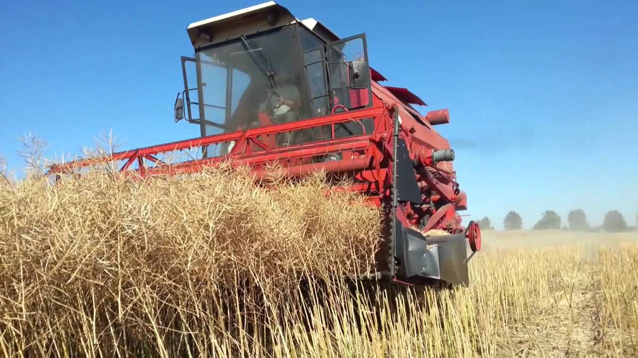 BIZON Gigant Z083