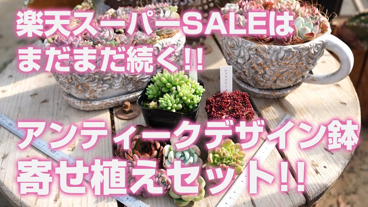 【多肉植物】アンティークデザイン鉢寄せ植えセット!!楽天スーパーSALEはまだまだ続く!!【succulent】トロピカルガーデン