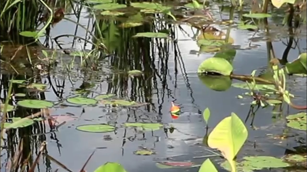 MANCING DI RAWA TERATAI YANG DI HUNI IKAN IKAN BESAR MAS BRO