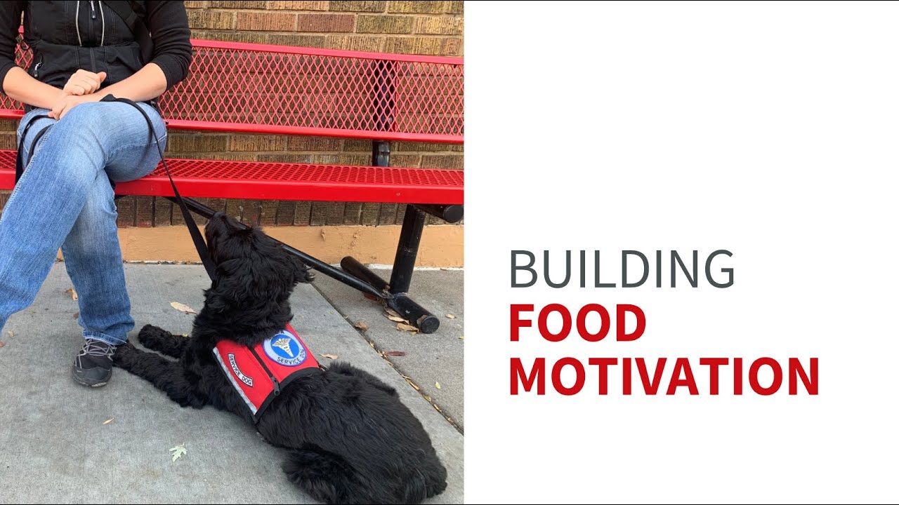 Tips for dogs who won't take treats around distractions