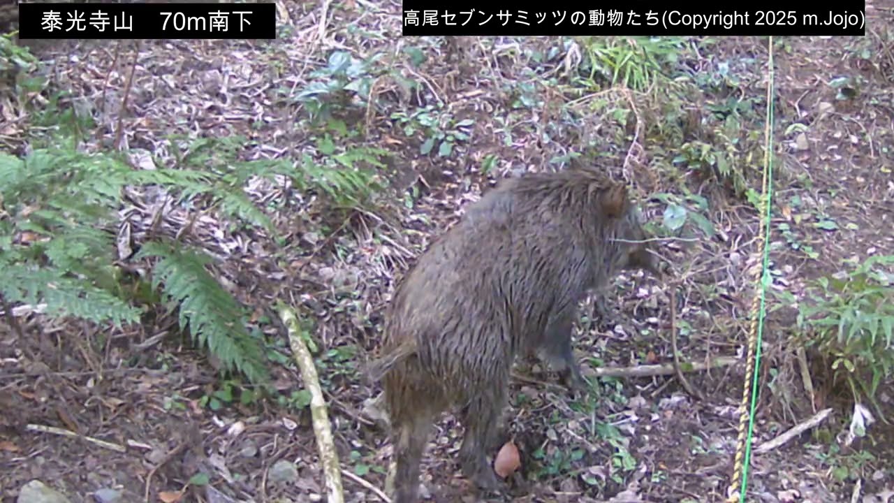 【2025年1月3日～15日】　ホンドウサギ・ホンドテン・イノシシ・ヤマドリ・アライグマ　(泰光寺山70mほど南下)