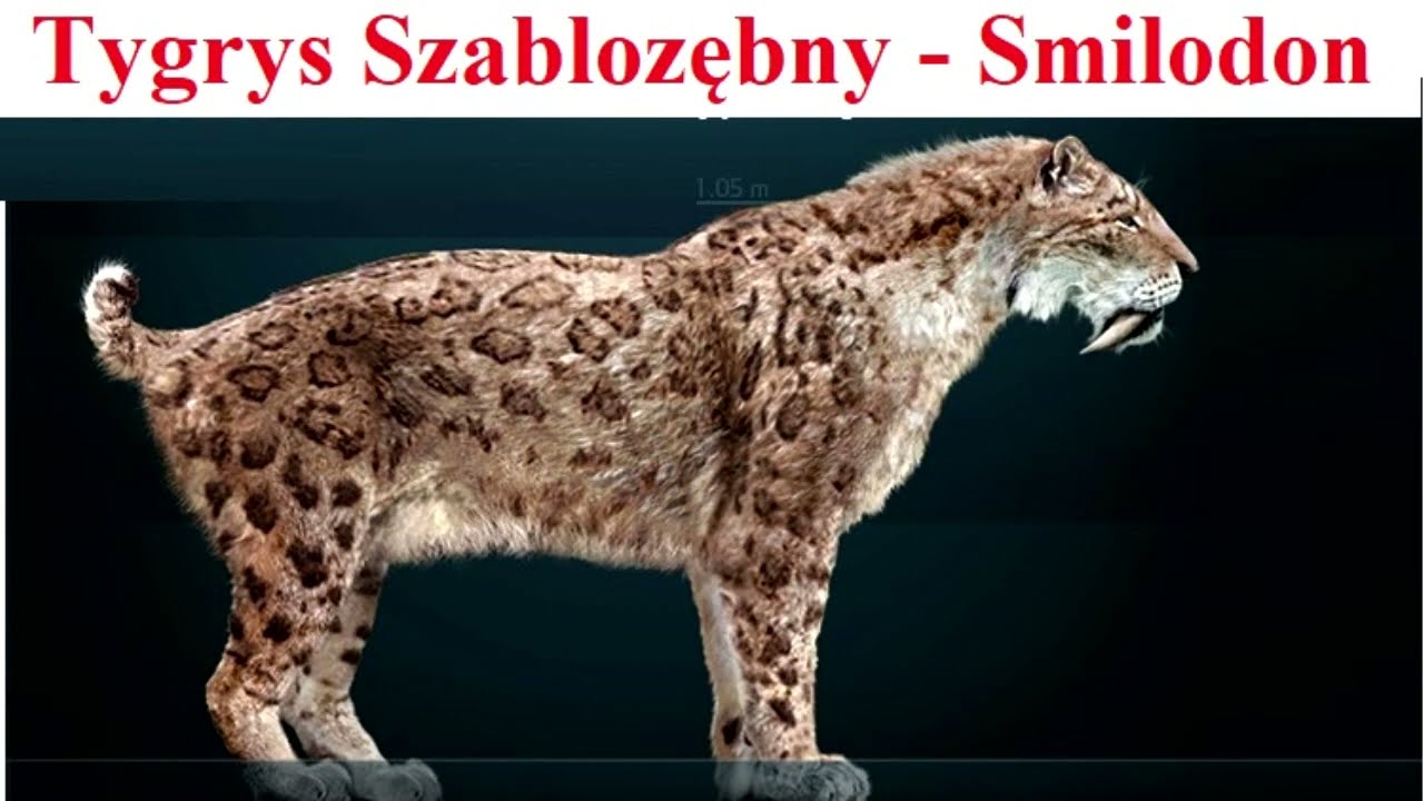 Tygrys Szablozębny - Smilodon - opis i ciekawostki