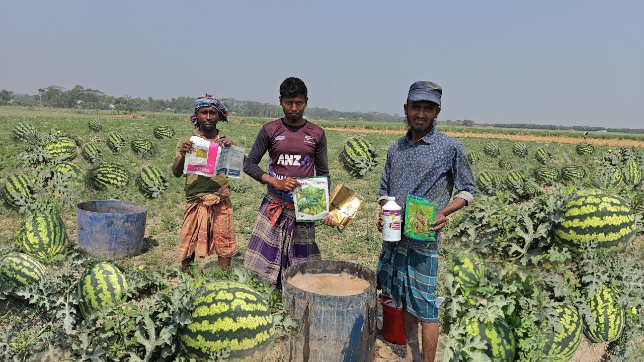 আগাম তরমুজকে সঠিক পদ্ধতিতে ১৫ কেজি ওয়েট করার আসল পদ্ধতি।New video on growing watermelons in advance